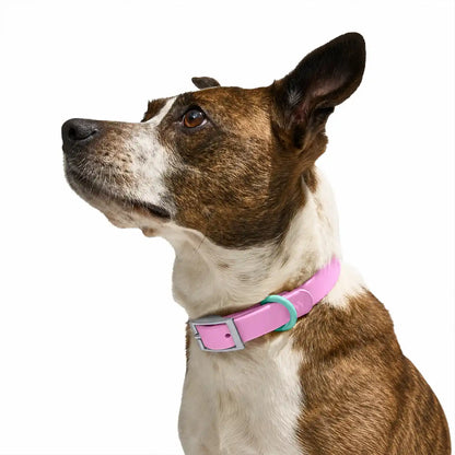 The Ultimate Waterproof & Odor-Free Flex Dog Collar | 2 Pack per Set